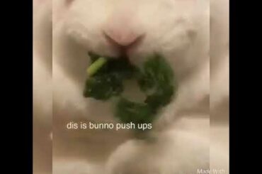 Rabbit cute compilation ♥️♥️♥️