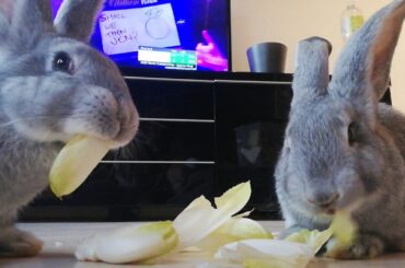 🥕🐰 Rabbits are eating haha cute 😍