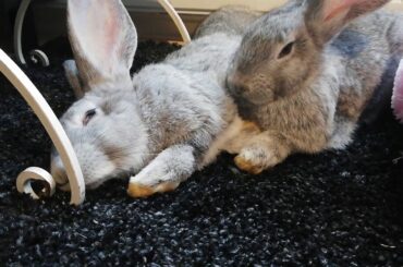❤ Cute GIANT rabbits Bun and Ted resting and chilling 🐰✨
