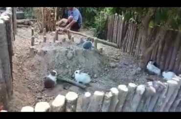 Rabbits Home /Funny Baby Bunny Rabbits Videos บ้านกระต่ายเพื่อนรัก