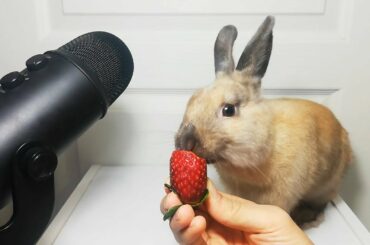 Rabbit Strawberry ASMR Eating Sounds Cute Bunny ASMR Fruit / my Pets ASMR