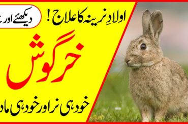 Rabbit in urdu / Interesting Facts About Creatures / Shocking Facts about Rabbits / Hidden Secrets