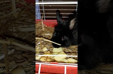 ASMR - Rabbit eat - cute bunny