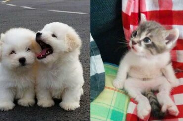 Cute baby animals Videos Compilation cute moment of the animals   Cute Animal Babies #2