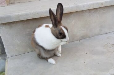 My cute Rabbit is Playing :-))))