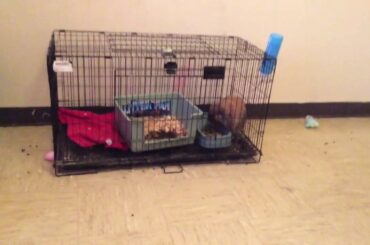 My really cute pet bunny