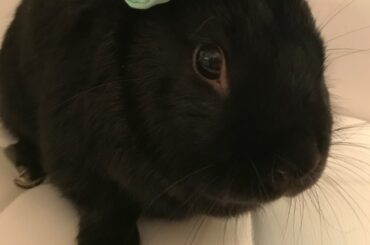 a cute video of my rabbit running