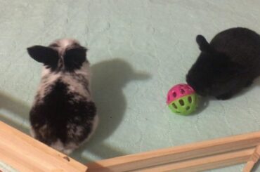 Very Cute Baby Bunny Holland Lop Kits