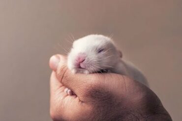 Cutest Bunny Feeding Milk----Farming Line