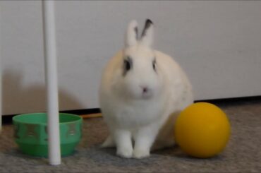 Cute and funny moments of my bunnies Lia and Toto