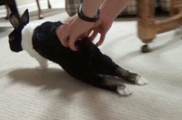 Rabbit running and splooting - the longest sploot ever!