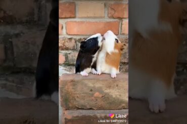 A cute rabbit eating food fight