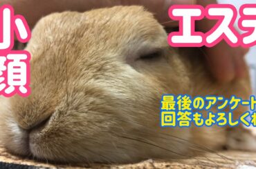 【うさぎ】小顔メンズエステに行ってみた【かわいい】Cute rabbit go to spa #81
