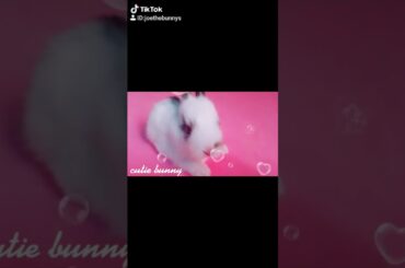 Cute baby bunny falling asleep