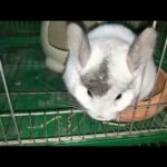 cute   Rabbit  With its cages, its beautiful,Live in its cages happily,,#