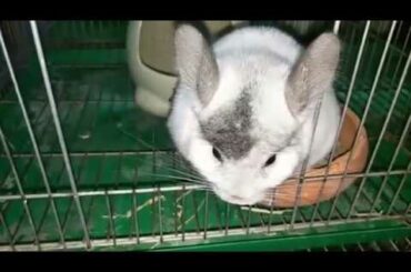 cute   Rabbit  With its cages, its beautiful,Live in its cages happily,,#