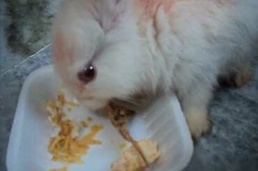 cute Bunny Baby Rabbits at House