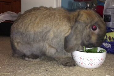 Cute Bunny Eating Spinach