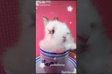 Cute baby bunny tiktok