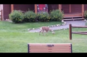 Baby deer, bunny have real-life Bambi, Thumper moment in Colorado