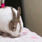 Funny cute rabbit 兔子 falling from bed