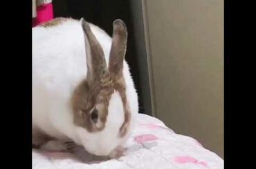 Funny cute rabbit 兔子 falling from bed