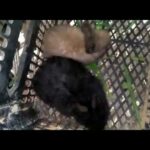 Giant Angora Rabbit Bunnies Black Color Brown Color