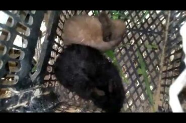 Giant Angora Rabbit Bunnies Black Color Brown Color