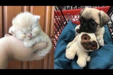 Cute baby animals Videos Compilation cute moment of the animals   Soo Cute! #1