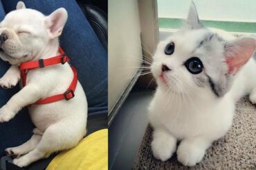 Cute baby animals Videos Compilation cute moment of the animals Soo Cute! #30