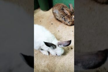 Feeding rabbit are cutest moment ever!!