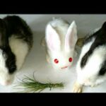 How to make | rabbit from cotton | cotton rabbit crafts | rabbit baby | cotton craft ideas