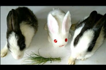 How to make | rabbit from cotton | cotton rabbit crafts | rabbit baby | cotton craft ideas