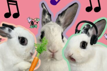 Rabbit Music Video | Relaxing | Eating | Getting Love🐰