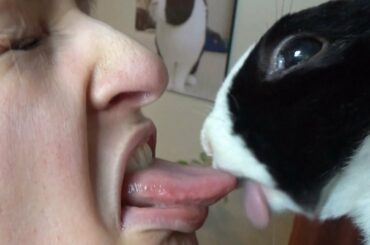 Rabbit kisses human tongue