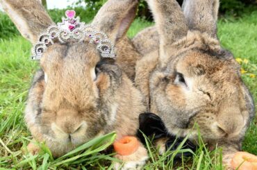 Massive Rabbit Marriage