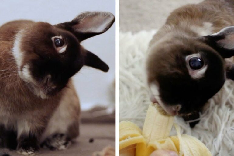 Rabbit Has Permanent Head Tilt