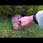 Cute Wild Rabbit thats disabled being fed