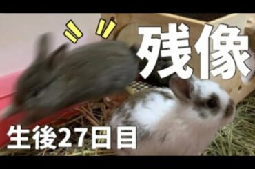 🐰赤ちゃんうさぎが速すぎて見えない！ホーランドロップ 生後27日目！