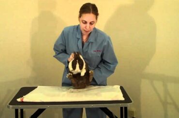 How to Tell if Your Rabbit is a Boy or a Girl