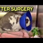 Bunny waking up from surgery