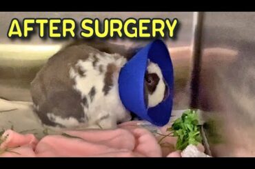 Bunny waking up from surgery