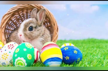 Beauty of nature | cute rabbits | Bunnies