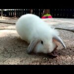 KELINCI YA IMUT | no rabbit no cute | free clips