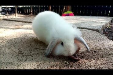 KELINCI YA IMUT | no rabbit no cute | free clips