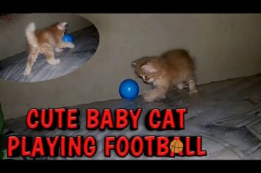 Cute Kitten Doing Funny Things #Part 2 : Cute Baby Cats Playing Foot Ball