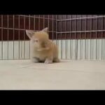 Lol cute rabbit