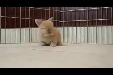 Lol cute rabbit