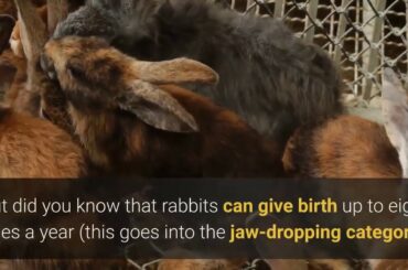 Eight Amazing Facts About Rabbits.