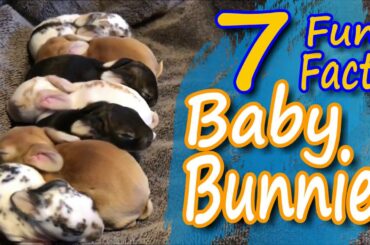 Fun Facts: Cute Funny Newborn Baby Bunny Rabbits Video